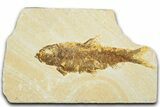 Detailed Fossil Fish (Knightia) - Wyoming #330806-1